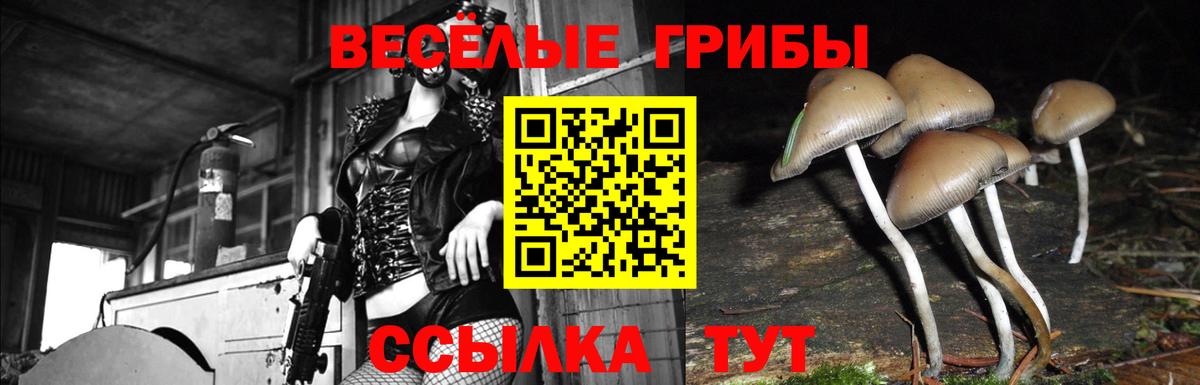 дарнет шоп  Вход с VPN  Сунжа  Псилоцибиновые грибы мухоморы 